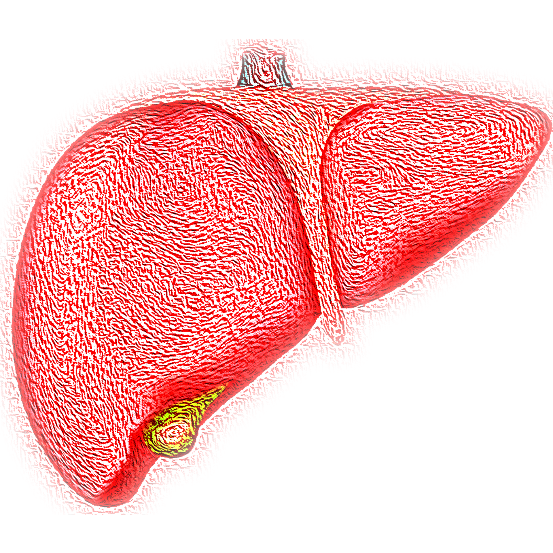 Liver health